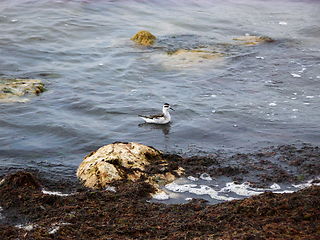 Image showing Waterfowl on the seashore.