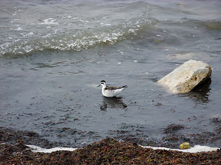 Image showing Waterfowl on the seashore.