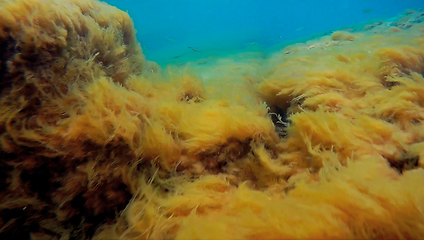 Image showing Underwater rock covered with algae.