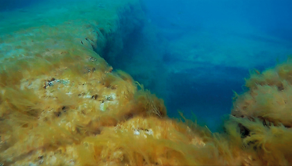 Image showing Underwater rock covered with algae.