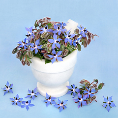 Image showing Borage Herb Used in Herbal Medicine