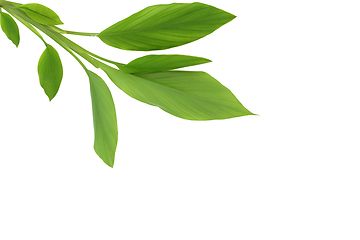 Image showing Fresh Turmeric Leaves on White Background