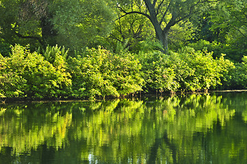Image showing Green reflections in water