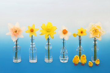 Image showing Easter Chicks and Daffodil Flower Composition