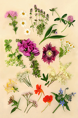 Image showing Herbs and Flowers for Naturopathic Herbal Medicine