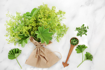 Image showing Ladys Mantle Herb Used in Alternative Herbal Medicine