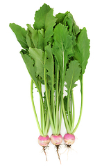 Image showing Fresh Turnips for Good Digestive Health