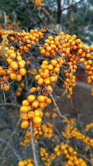 Image showing Branch of ripe bright sea buckthorn berries