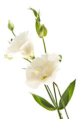 Image showing Isolated white flowers