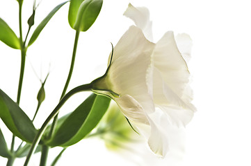 Image showing Isolated white flowers