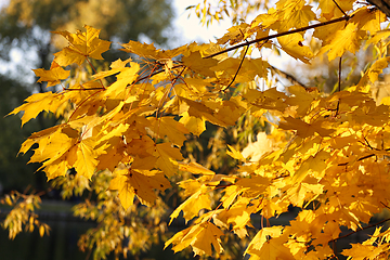 Image showing Beautiful golden autumn branches of maple