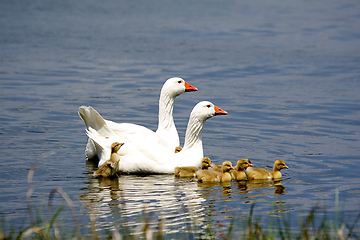 Image showing Geese