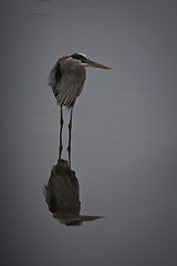 Image showing Heron