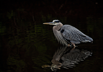 Image showing Heron