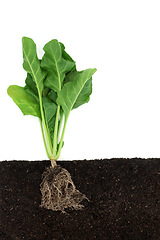 Image showing Organic Spinach Plant Growing in Earth