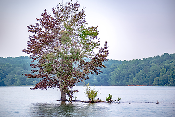 Image showing lone tree in the middle of a lake