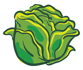 Image showing Fresh cabbage 
