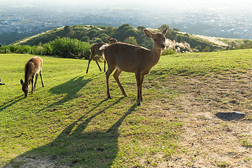 Image showing Wild Deer