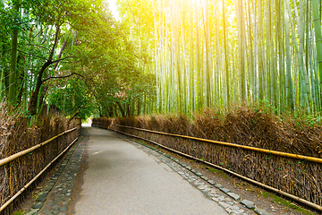 Image showing Bamboo Forest in Japan