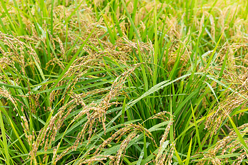 Image showing Paddy field