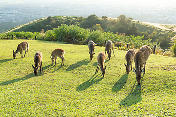 Image showing Deer eating grass