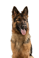 Image showing Cute Shepherd dog posing isolated over white background