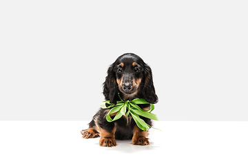 Image showing Cute puppy, dachshund dog posing isolated over white background