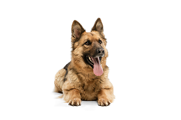 Image showing Cute Shepherd dog posing isolated over white background