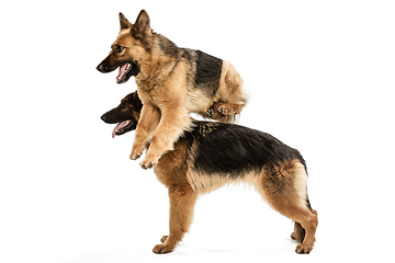 Image showing Cute Shepherd dogs posing isolated over white background