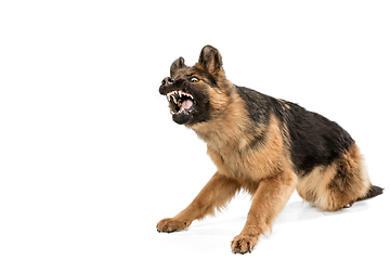 Image showing Cute Shepherd dog posing isolated over white background