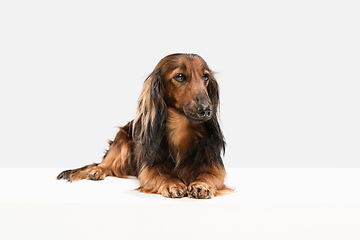 Image showing Cute puppy, dachshund dog posing isolated over white background