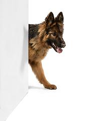 Image showing Cute Shepherd dog posing isolated over white background