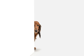 Image showing Cute puppy, dachshund dog posing isolated over white background