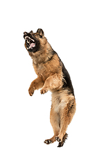 Image showing Cute Shepherd dog posing isolated over white background