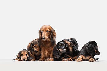 Image showing Cute puppies, dachshund dogs posing isolated over white background