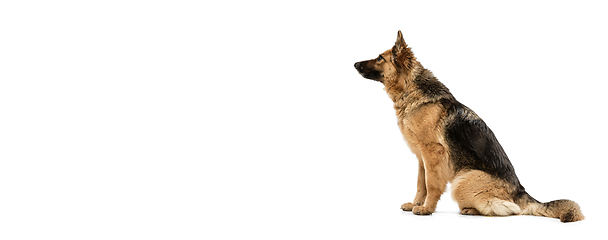 Image showing Cute Shepherd dog posing isolated over white background