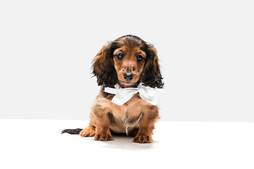 Image showing Cute puppy, dachshund dog posing isolated over white background