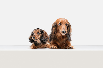 Image showing Cute puppies, dachshund dogs posing isolated over white background