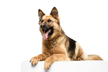 Image showing Cute Shepherd dog posing isolated over white background