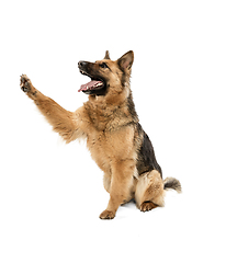 Image showing Cute Shepherd dog posing isolated over white background