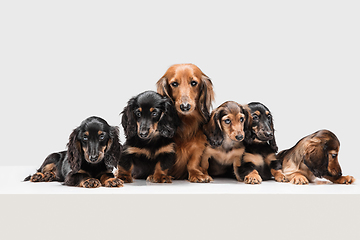 Image showing Cute puppies, dachshund dogs posing isolated over white background