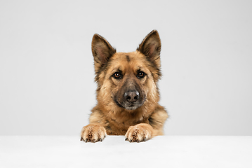 Image showing Cute Shepherd dog posing isolated over white background