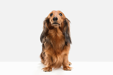 Image showing Cute puppy, dachshund dog posing isolated over white background