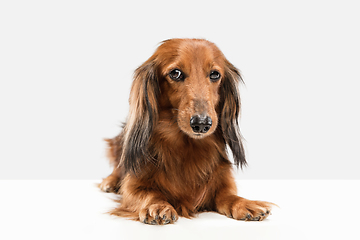 Image showing Cute puppy, dachshund dog posing isolated over white background