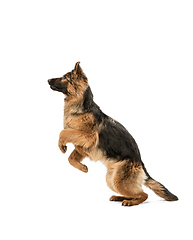 Image showing Cute Shepherd dog posing isolated over white background