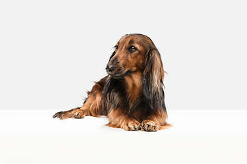 Image showing Cute puppy, dachshund dog posing isolated over white background