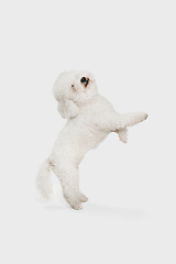Image showing Portrait of little cute dog Bichon Frise isolated over white background.