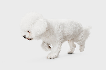 Image showing Little cute dog Bichon Frise posing isolated over white background.