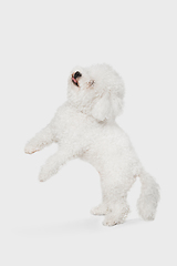 Image showing Portrait of little cute dog Bichon Frise isolated over white background.