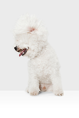 Image showing Small cute dog Bichon Frise posing isolated over white background.